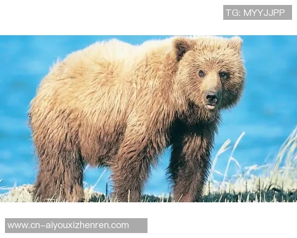 蓝衣战队与棕熊队激烈对决视频直播精彩瞬间回顾与分析